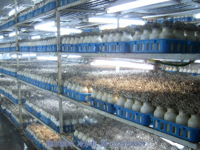 德爾制冷冷水機用于食用菌培育環境